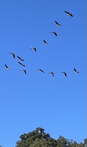 Canada Goose seen in Sonoma Valley