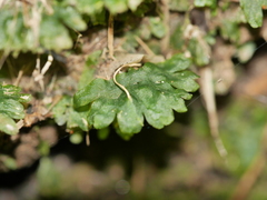 Symphyogyna hymenophyllum
