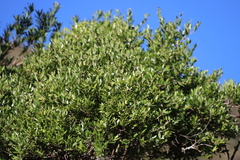 Olinia emarginata