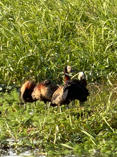 iNaturalist image