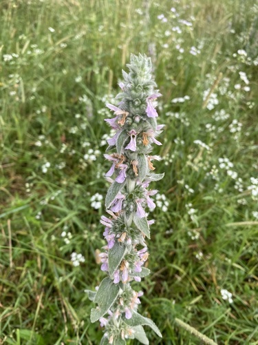 Stachys germanica, photograph 5