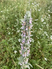 Stachys germanica, photograph (c) Илья Руденко, some rights reserved (CC BY)