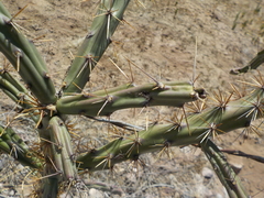 Cylindropuntia thurberi