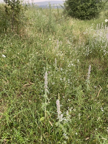 Stachys germanica, photograph 6