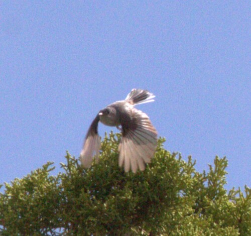 Gray Vireo