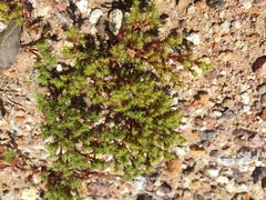 Lastarriaea coriacea