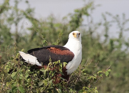 iNaturalist image
