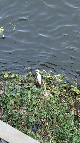 Little Egret