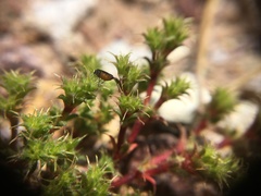 Lastarriaea coriacea