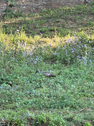 iNaturalist image