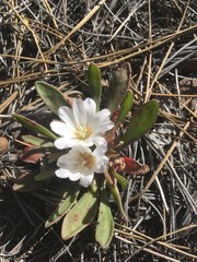 Lewisia brachycalyx