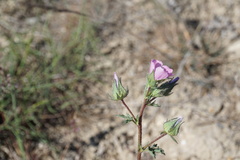 Malvalthaea transcaucasica