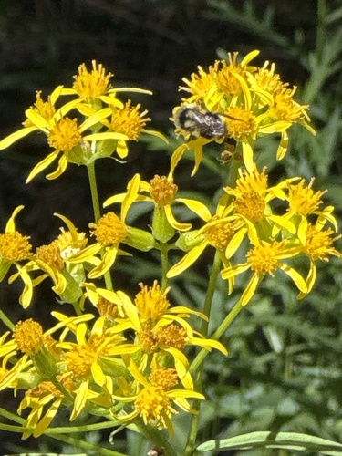 iNaturalist observation photo of Ants, Bees, Wasps, and Sawflies