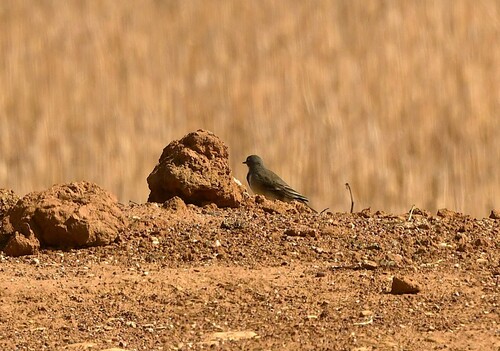 iNaturalist image