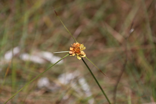Cyperus sphaerocephalus