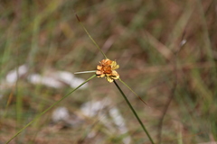 Cyperus sphaerocephalus