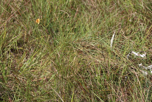 Cyperus sphaerocephalus, photograph 1