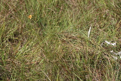 (c) Tony Rebelo, some rights reserved (CC BY-SA) Cyperus sphaerocephalus, photograph (c) Tony Rebelo, some rights reserved (CC BY-SA)
