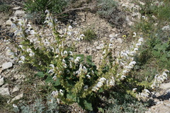 Salvia verbascifolia