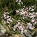 Mulguraea scoparia - Photo (c) Roberto Guller, alguns direitos reservados (CC BY-NC-ND), uploaded by Roberto Guller
