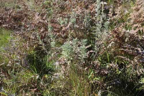 Artemisia afra, photograph 5