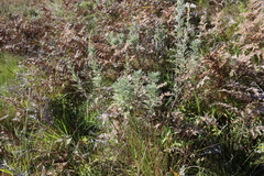 Artemisia afra, photograph (c) Tony Rebelo, some rights reserved (CC BY-SA)