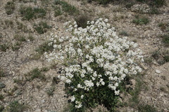Crambe aspera