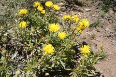 Grindelia chiloensis