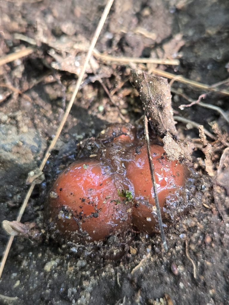 stalked puffball-in-aspic · July 2026 · photo: Photo: (c) Alexander Diaz, some rights reserved (CC BY) · iNaturalist