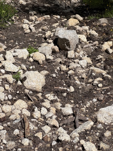 iNaturalist observation photo of Butterflies and Moths