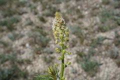 Reseda globulosa