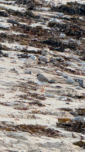 iNaturalist: (c) sowhataboutpunkrock, some rights reserved (CC BY-NC) iNaturalist image