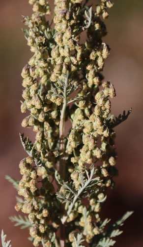 Artemisia afra, photograph 6