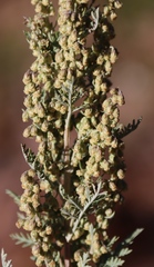 Artemisia afra, photograph (c) Tony Rebelo, some rights reserved (CC BY-SA)