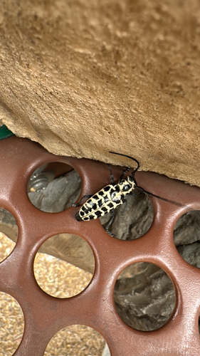 Featured image for “Cottonwood Borer”