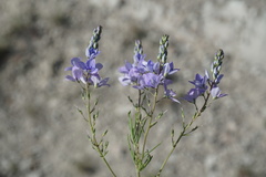 Veronica multifida