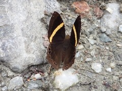 Abisara fylla
