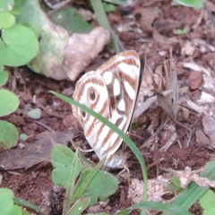 Dynamine postverta postverta