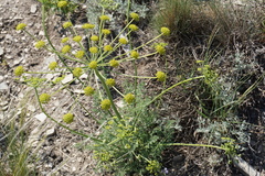 Zosima absinthifolia