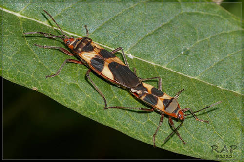 Oncopeltus unifasciatellus Slater, 1964