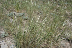 Stipa caucasica