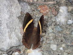 Abisara fylla