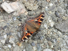 Aglais caschmirensis