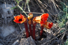 Phelypaea coccinea