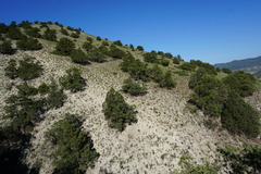 Juniperus polycarpos