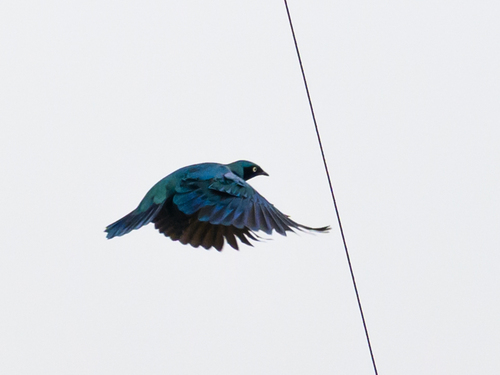 Splendid Starling