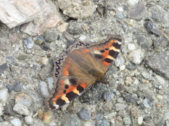 Aglais caschmirensis