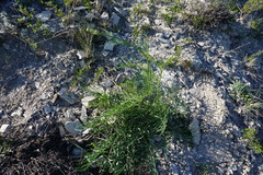 Rhaponticoides razdorskyi