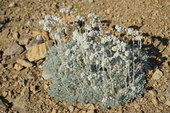 Artemisia alpina