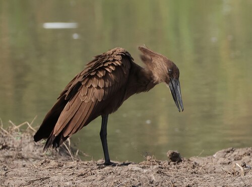 iNaturalist image